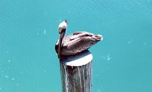 pelican on a wooden log against the background of water