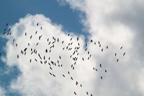 flock of birds in sky