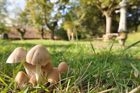 Photo of the mushrooms in the forest