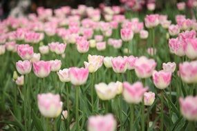 tulip flowers garden in the spring
