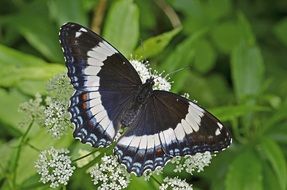 white admiral butterfly close-up