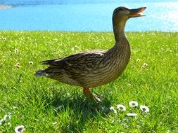 beautiful and delightful duck