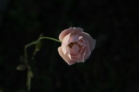 little rose on a black background