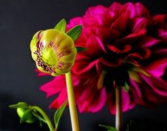 delightful dahlia bud