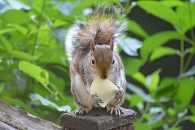 eating gentle squirrel