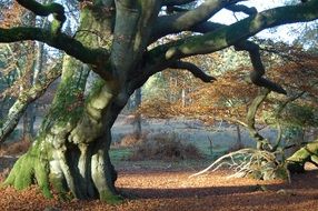 beech tree old