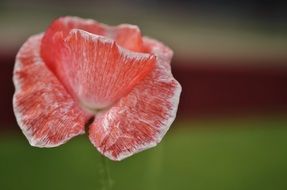 Red and white tulip in spring
