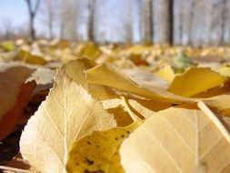 yellow poplar leaves on ground