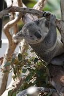 cute koala on eucalyptus plant close-up