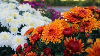 Lots of colorful and beautiful mum flowers