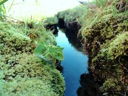 river among shores with green bushes