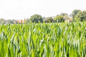 cereals grain pasture