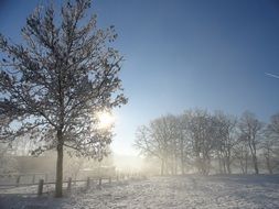 bright sun among the trees in winter