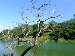 river and wildlife in Sri Lanka