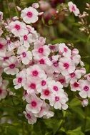 pink phlox flowers