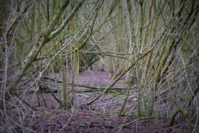 green brown forest branches