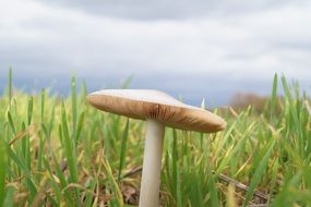 toxic mushroom on a meadow