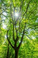 The sun behind the green branches of a tree