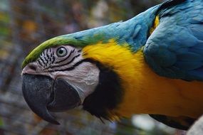 large parrot with multi-colored plumage close-up