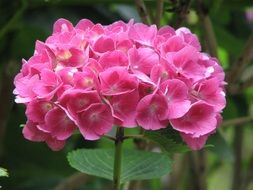 pink hydrangea flower