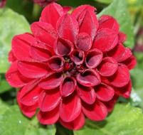 red spring blossom