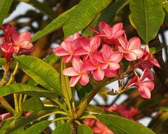unusual beauty frangipani flowers