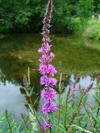 A lot of the beautiful purple flowers near the water