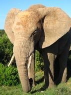 Beautiful and cute African elephant among the green plants