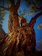 trunk of a huge tree close up