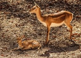 gazelle impala mother