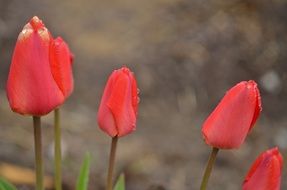 pink tulip buds