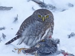 young owl wildlife