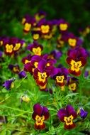 purple yellow pansy flowers