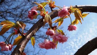 blossom prunus