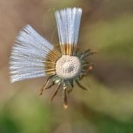 shabby flower on a blurred background