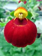 bright red calceolaria closeup