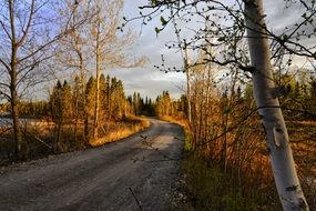 road in autumn forest