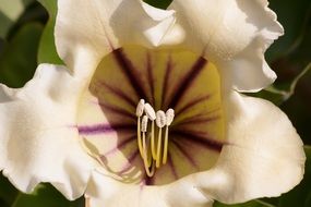 cream colors blossom flower closeup