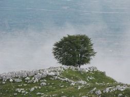 rounded tree among the stones on the hill