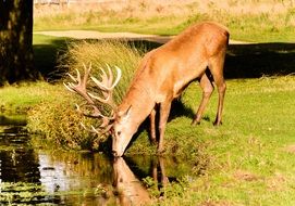 the horned deer drinks