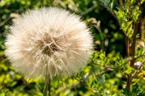 dandelion in the sunlight