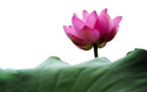 pink lotus over a large green leaf