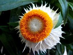 italicum nature flowers