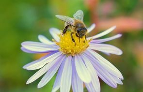 insect on medicinal chamomile