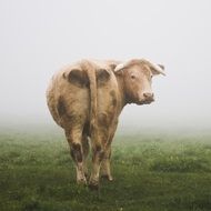 Cow in the meadow during fog