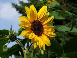 yellow young sunflower near green trees