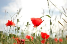 Red poppy flowers in summer