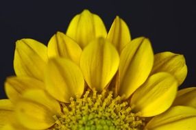flower nature flowers yellow