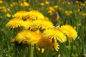 yellow dandelions blooming on meadow