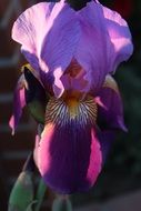 blooming purple iris